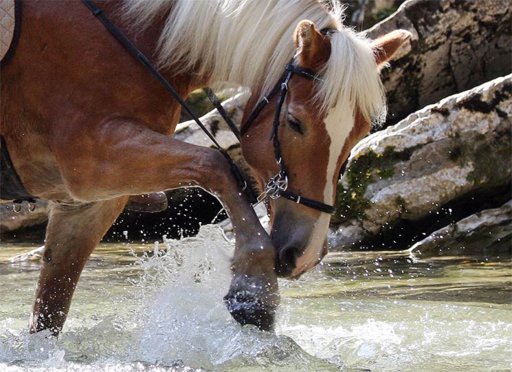 Ein kleiner Ausflug in den Bach ist nicht nur erfrischend, sondern auch eine willkommene Gelegenheit für die Wasseraufnahme.
